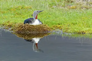 Stellata: Red-throated Diver - on nest