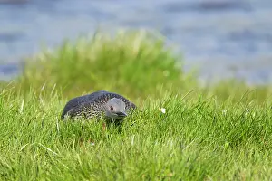 Stellata: Red-throated Diver - on nest