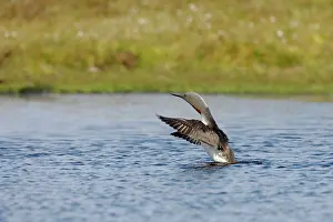 Stellata: Red Throated Diver - stretching wings