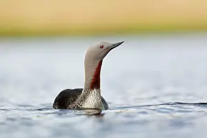 Stellata: Red Throated Diver summer