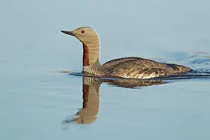 Stellata: Red-throated Diver - swimming on loch