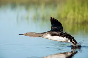 Stellata: Red Throated Diver - Taking Off