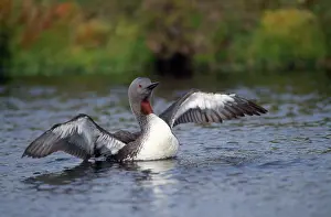 Stellata: Red-throated Diver - on water