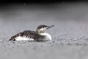 Diver: Red Throated Diver - Winter Plumage - UK