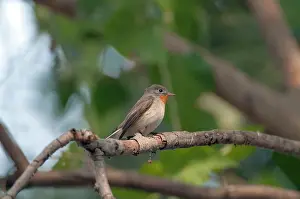 Ficedula: Red-throated flycatcher - perched