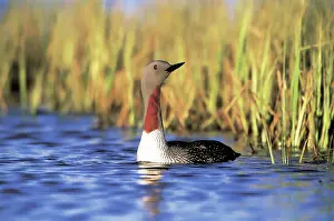 Stellata: Red-throated Loon