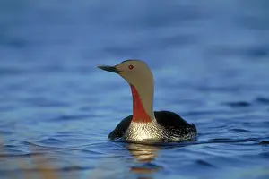 Stellata: Red-throated Loon