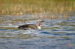 Lochs: Red-throated Loon / Diver - on small loch