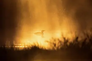 Swedish: Red-throated loon (Gavia stellata) at a lake in