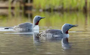 Sound: Red-throated loon pair at home in a tundra pond of the
