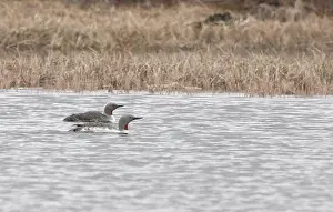 Stellata: Red-throated loon pair in pond