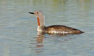Loon: A Red-Throated Loon at a pond near Lake