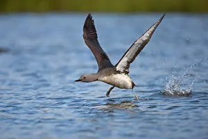 Ascend: Red-throated loon or Red-throated diver (Gavia stellata)