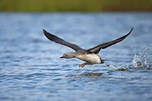 Ascend: Red-throated Loon or Red-throated Diver (Gavia stellata)