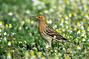 Pipits: Red-throated Pipit