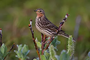 Anthus: Red-throated Pipit (Anthus cervinus), Varanger Peninsula