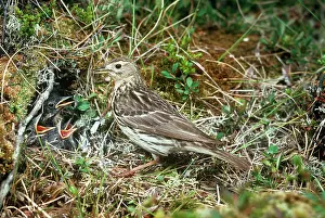 Karin Laub: Red-throated Pipit - with chicks in nestS