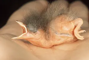 Pipit: RED-THROATED PIPIT - nestling on hand