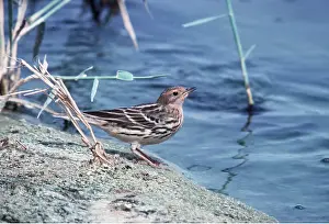Pipit: RED-THROATED PIPIT - by water
