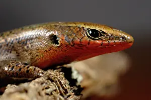 Scincidae: Red-throated Skink in breeding colors
