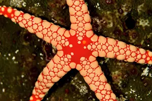 Tiled: Red Tile / Necklace / Tiled Starfish / Necklace Sea Star