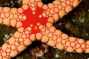 Tiled: Red Tile / Necklace / Tiled Starfish / Necklace Sea Star