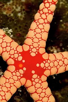 Tiled: Red Tile / Necklace / Tiled Starfish / Necklace Sea Star