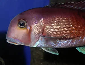 Japonicus: Red Tilefish, Horsehead Tilefish, midwater north