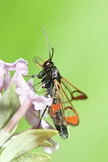 Clearwing: Red-tipped Clearwing Moth