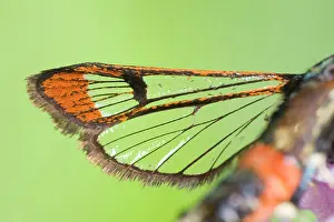 Clearwing: Red-tipped Clearwing Moth