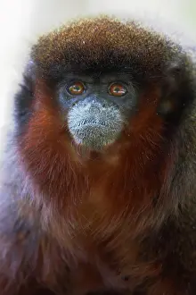 Titi: Red Titi Monkey