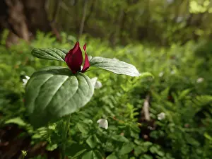 Kentucky: Red or toad trillium in bloom, spring, John James