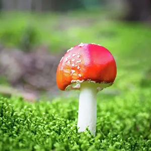Toadstool: Red toadstool mushroom in the forest
