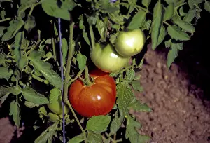 Ripening: Red Tomato on Vine