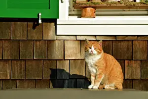 Tomcat: Red tomcat (Felis silvestris catus), sitting in