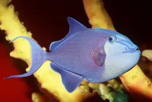 Tooth: RED-TOOTH TRIGGERFISH