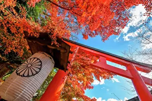 Torii: Red Torii, Kyoto, Japan