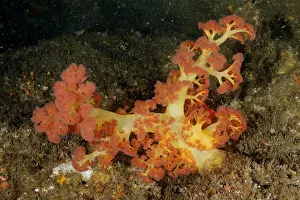 Kwazulu: Red tree coral (Dendronephthya) in a cave. Aliwal