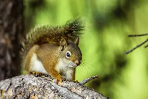 Features: Red Tree Squirrel posing on Branch in Flagg Ranch