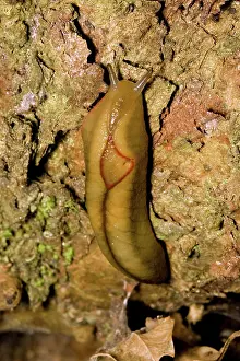 Triangle: Red Triangle Slug