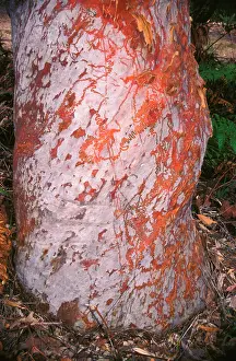 Trails: Red triangle slug - feeding trails on tree trunk