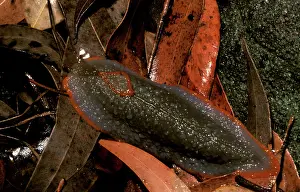 Gastropods: Red triangle slug - grey form
