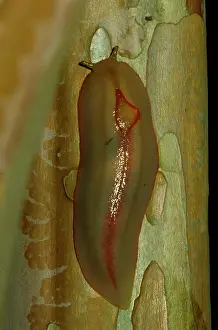 Gastropods: Red triangle slug - yellow form, showing its unique