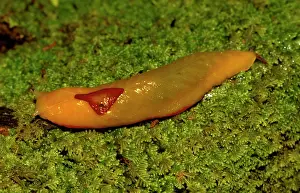 Gastropods: Red triangle slug - yellow form, showing its unique