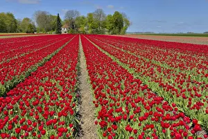 Polder: Red tulip (Tulipa sp) fields, Noordoostpolder, Bant