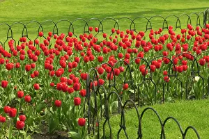 Flowerbeds: Red Tulips