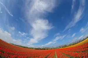 Tulips: Red Tulips (Tulipa sp) in field, Noord-Holland