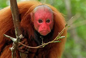Uakari: Red Uakari / Bald Uacari