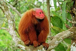 Uakari: Red Uakari / Bald Uacari
