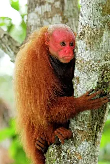 Uakari: Red Uakari / Bald Uacari